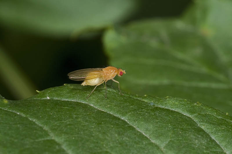 Assomiglia alla Drosophila, ma....